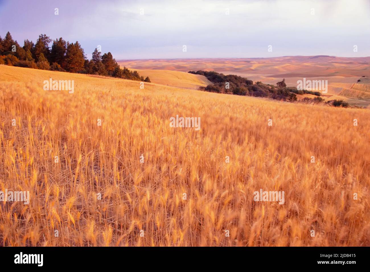 Golden grain field au crépuscule; États-Unis d'Amérique Banque D'Images