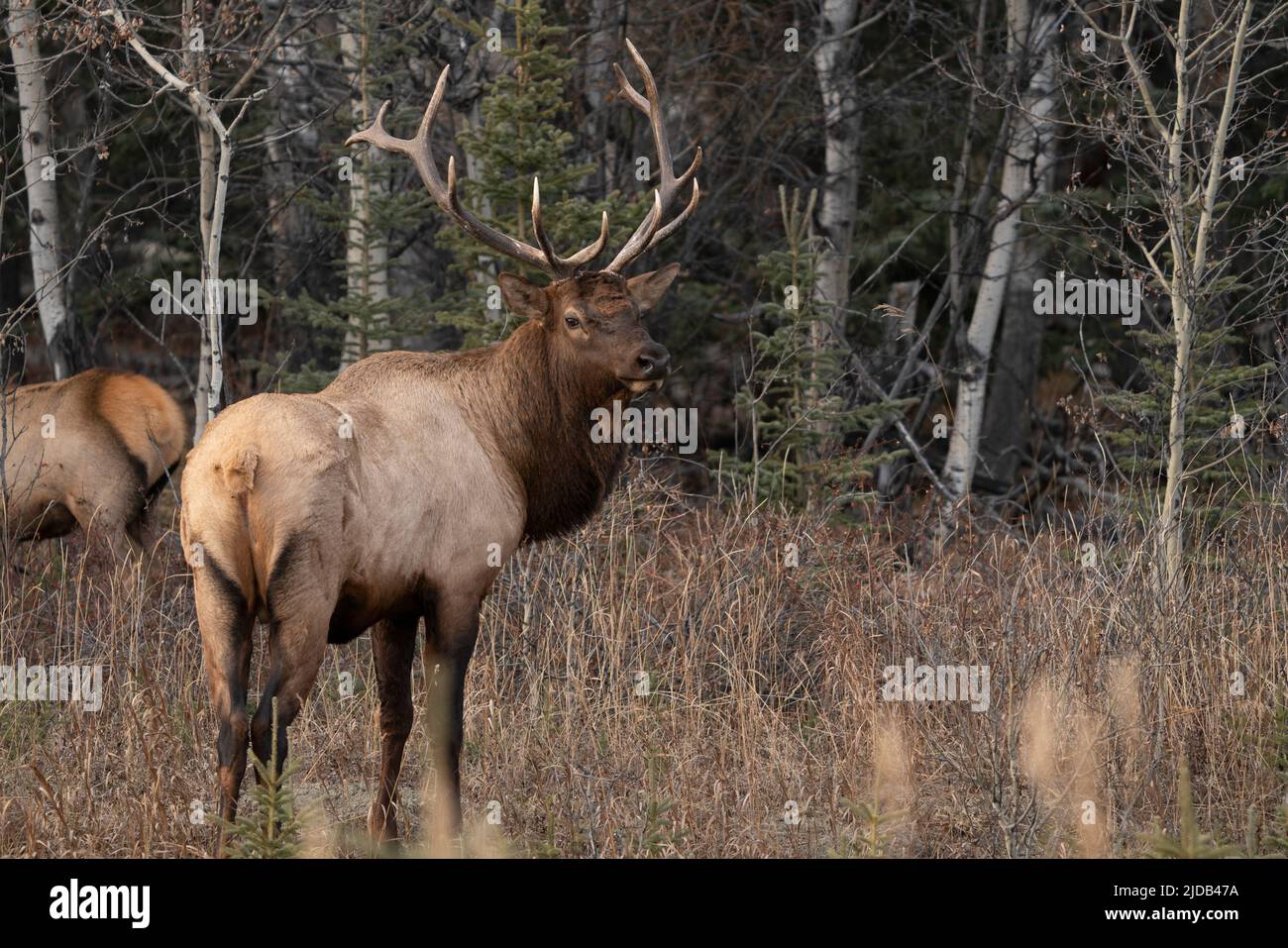 Élan mâle (Cervus canadensis) le long de la route au Yukon ; Yukon, Canada Banque D'Images