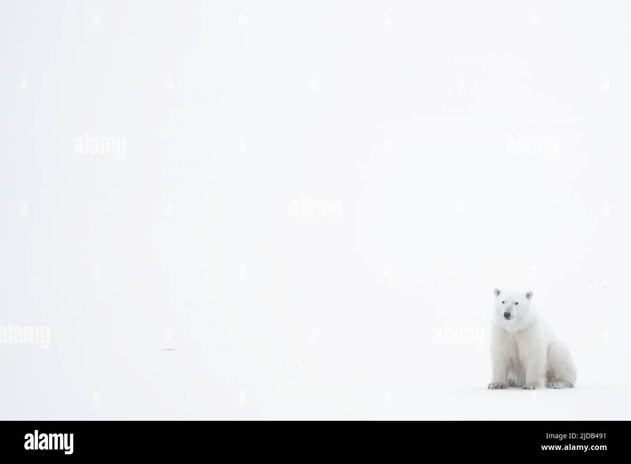 Ours polaire (Ursus maritimus) assis dans le coin de l'image avec de vastes blancs tout autour ; Churchill, Manitoba, Canada Banque D'Images