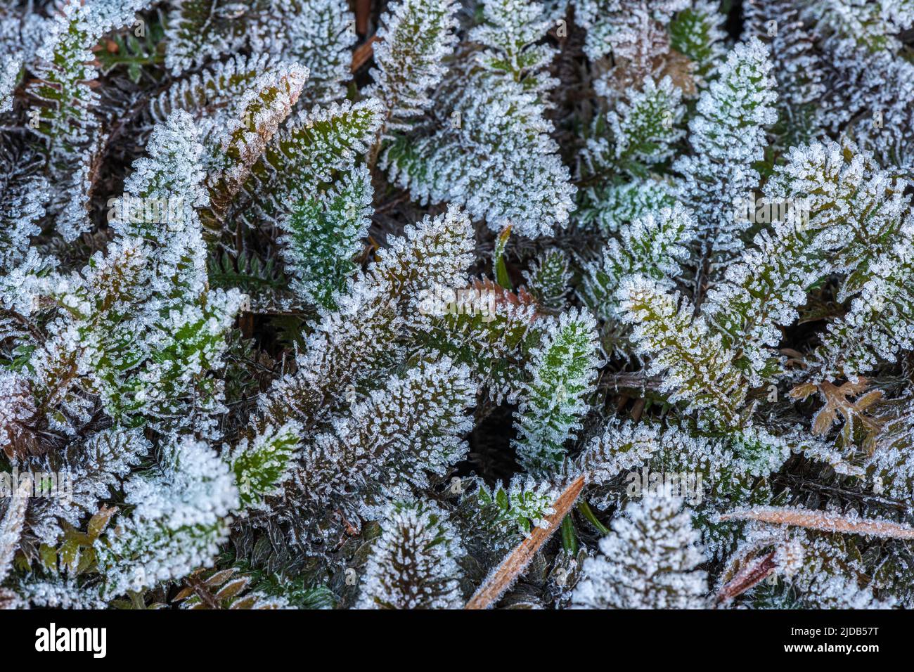 Le gel hivernal s'est formé sur la petite plante Leptinella dans l'ouest de l'État de Washington ; Olympia, Washington, États-Unis d'Amérique Banque D'Images