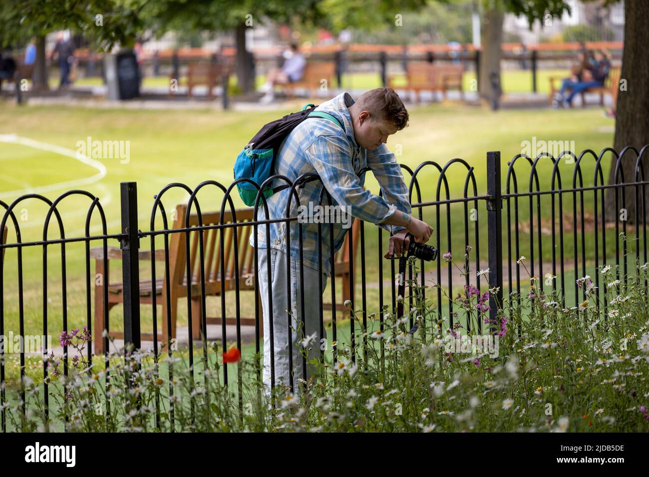 Dublin, Irlande - 2 juin 2022: Un touriste prenant des photos des belles fleurs sauvages à Trinity College de Dublin, Irlande Banque D'Images