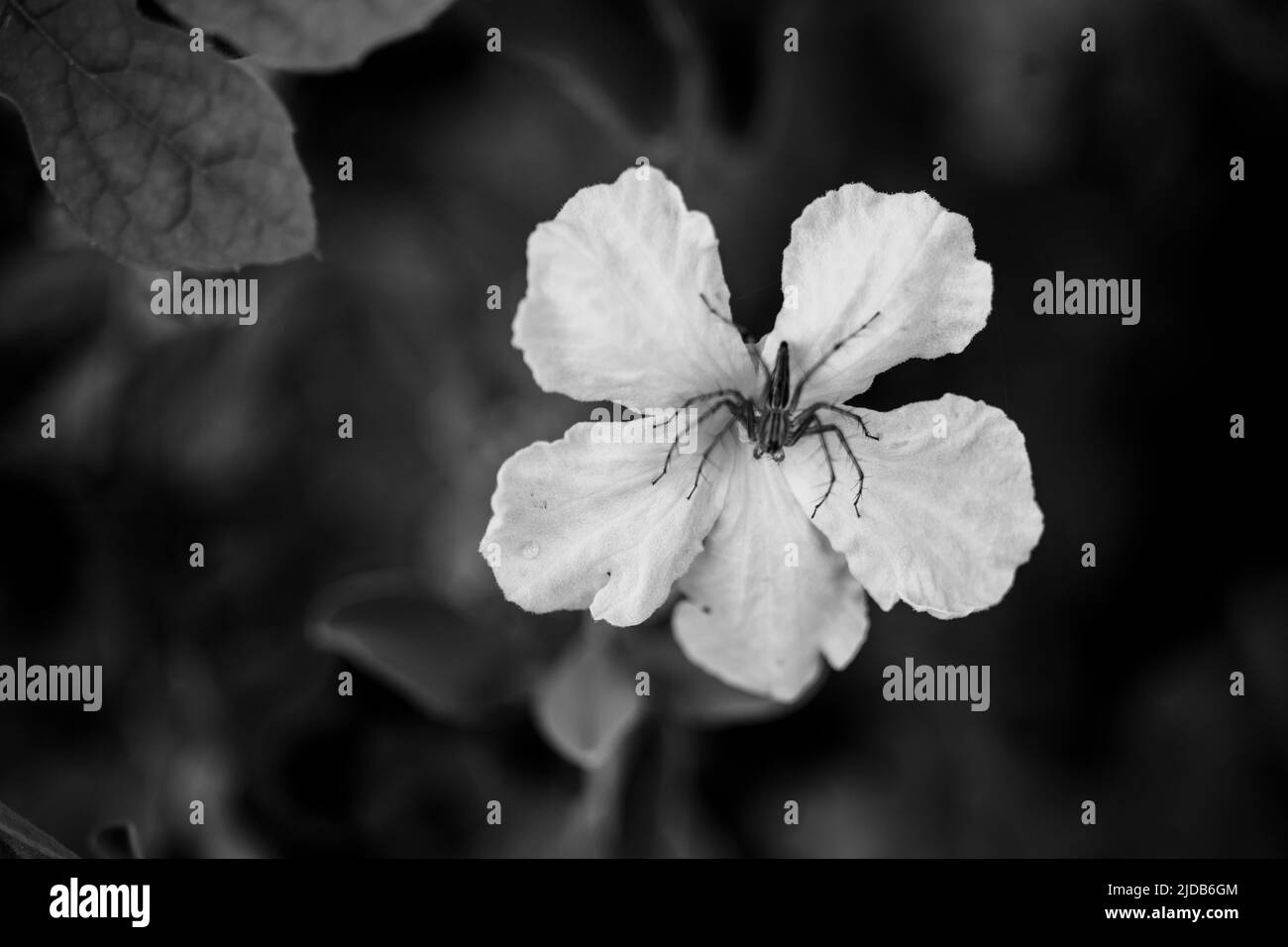 araignées sur les fleurs Banque D'Images