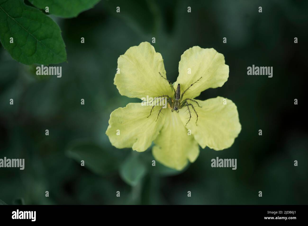 araignées sur les fleurs Banque D'Images