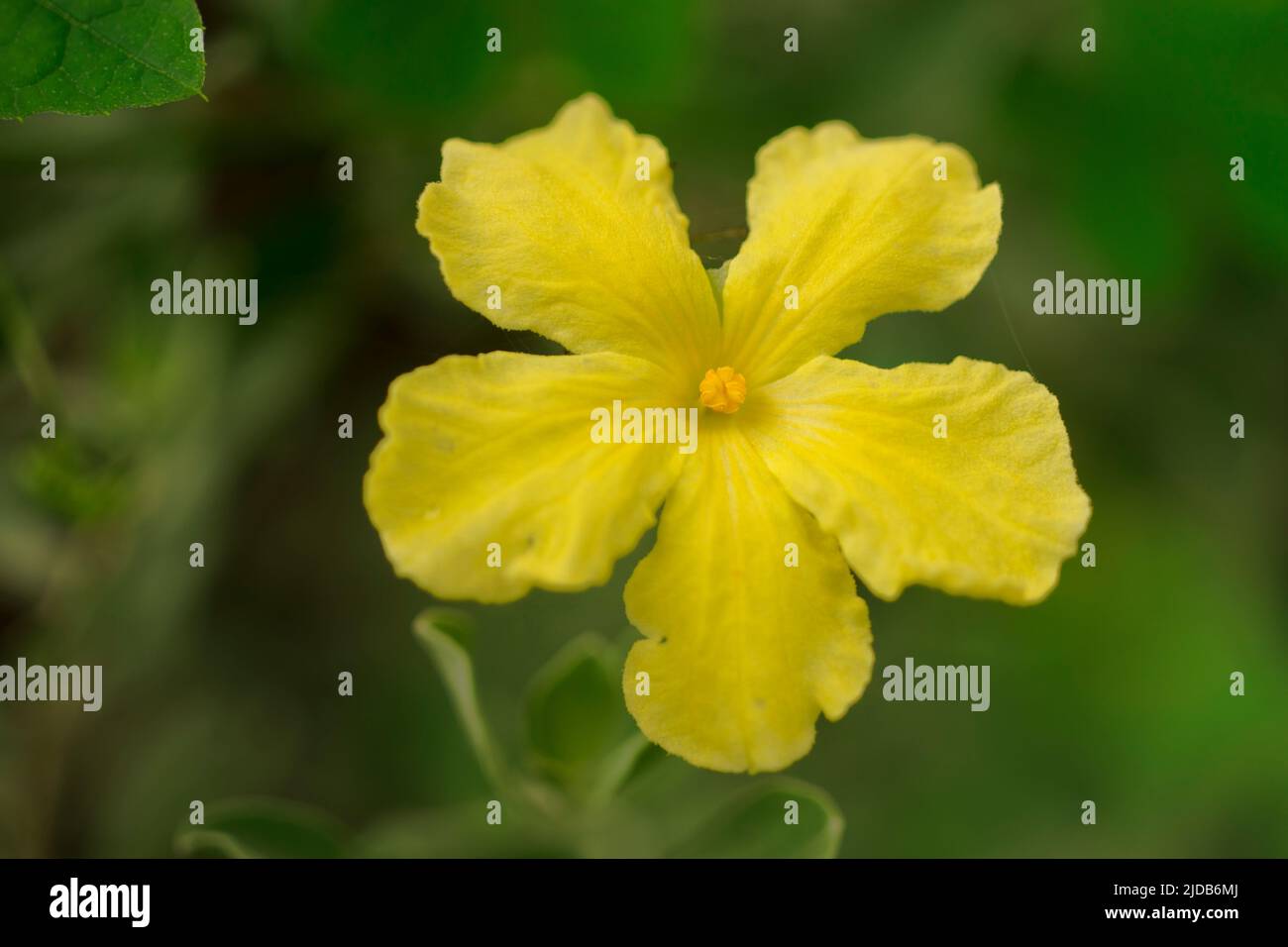 araignées sur les fleurs Banque D'Images