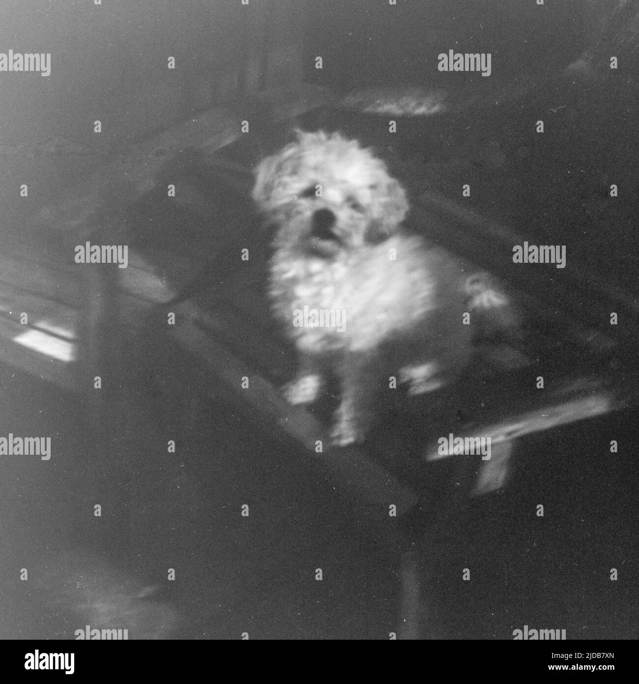 Portrait d'un petit chien blanc Bichon Frise assis sur une chaise avec un effet vintage, pris avec l'appareil-photo Daitoh Grace 120 film Banque D'Images