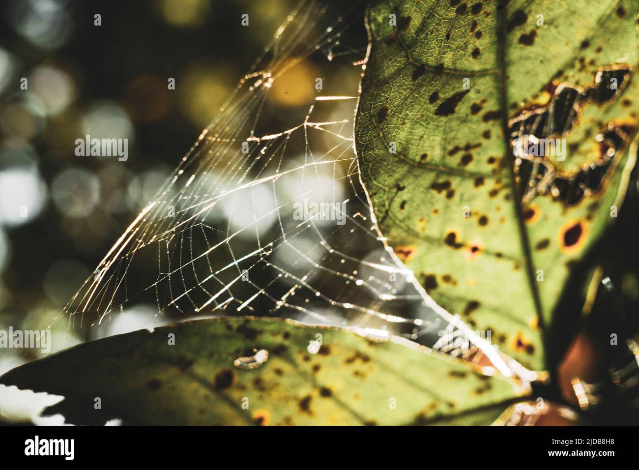 Les insectes volent partout dans la jungle tropicale du sud du vietnam Banque D'Images