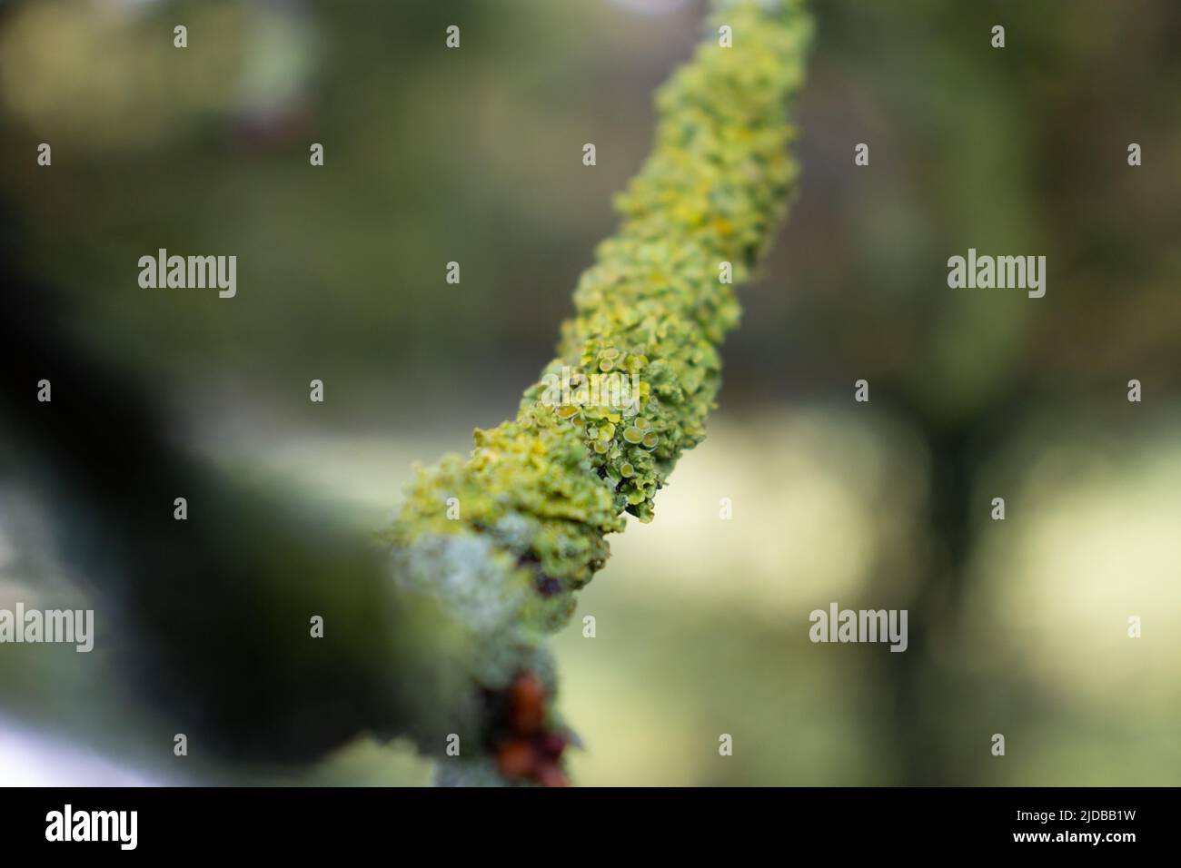 petite branche de chêne avec de nouveaux bourgeons isolés sur un fond naturel Banque D'Images