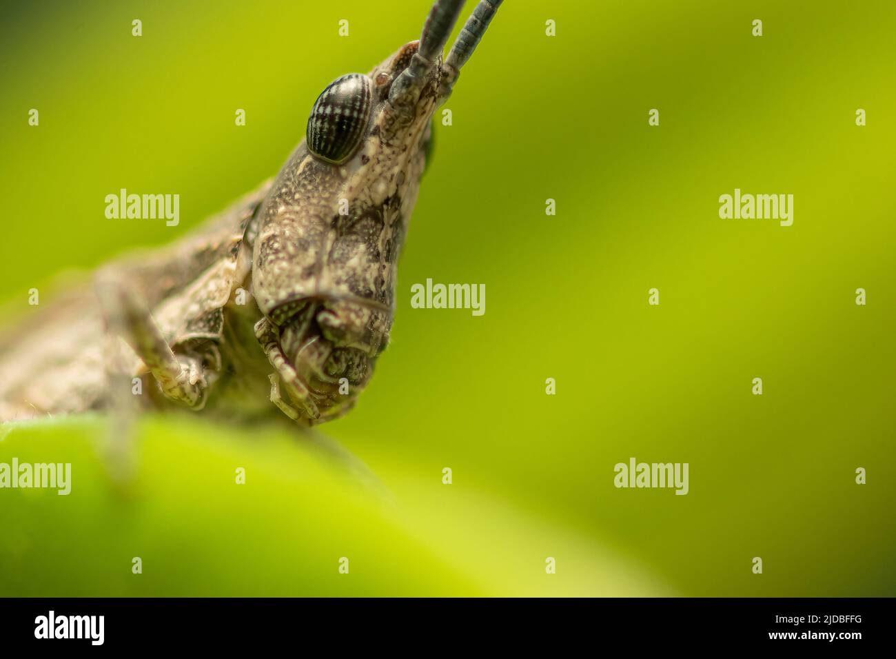 Photo macro d'une sauterelle sur une plante. Gros plan extrême. Banque D'Images