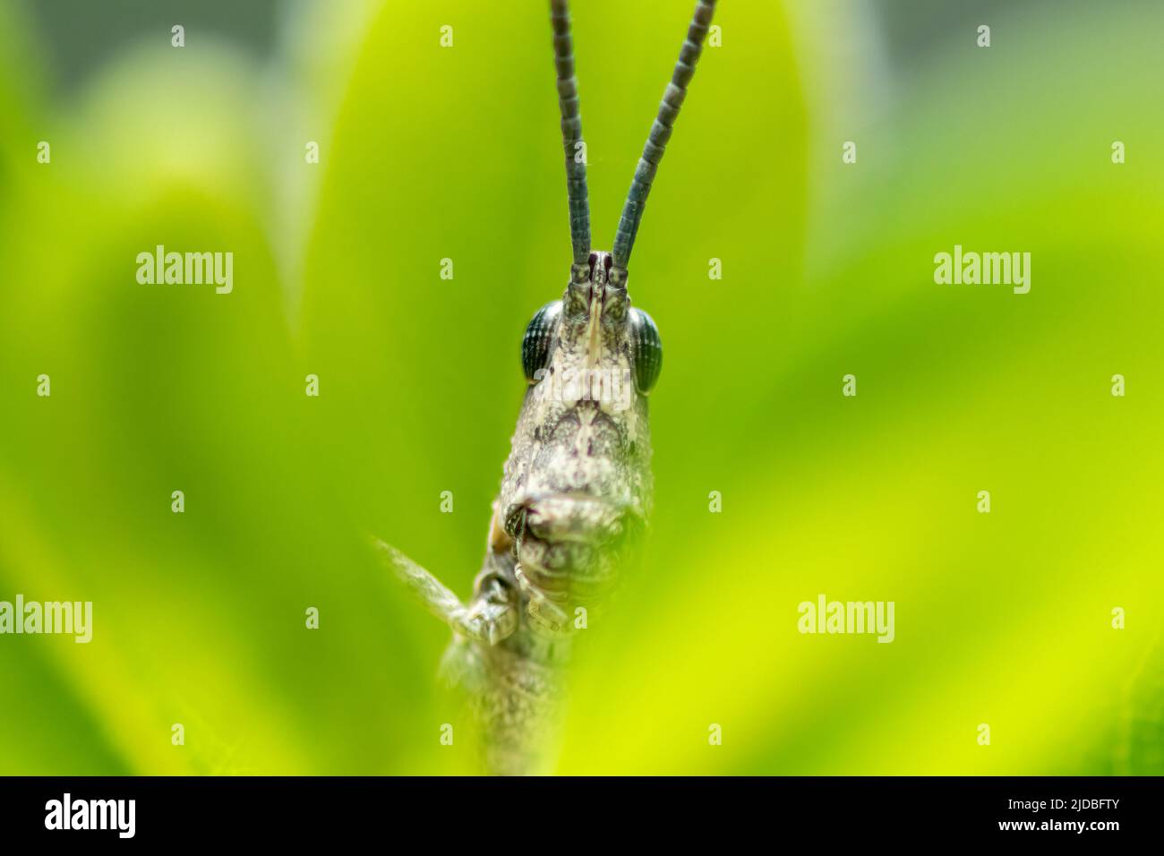 Gros plan extrême d'une sauterelle sur une plante. Photographie macro. Banque D'Images