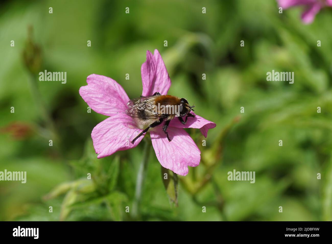 La mouche à bulbes Narcisse (Merodon equestris), planeurs familiaux (Syrphidae) sur une fleur de Geranium endressii. Famille des Geraniaceae. Juin, pays-Bas Banque D'Images