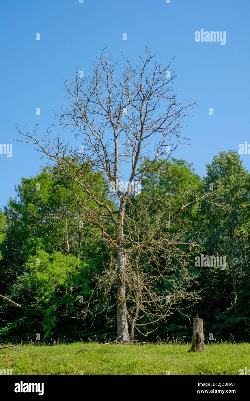 arbre mort solitaire debout dans le champ avec la copse derrière le comté de zala hongrie Banque D'Images