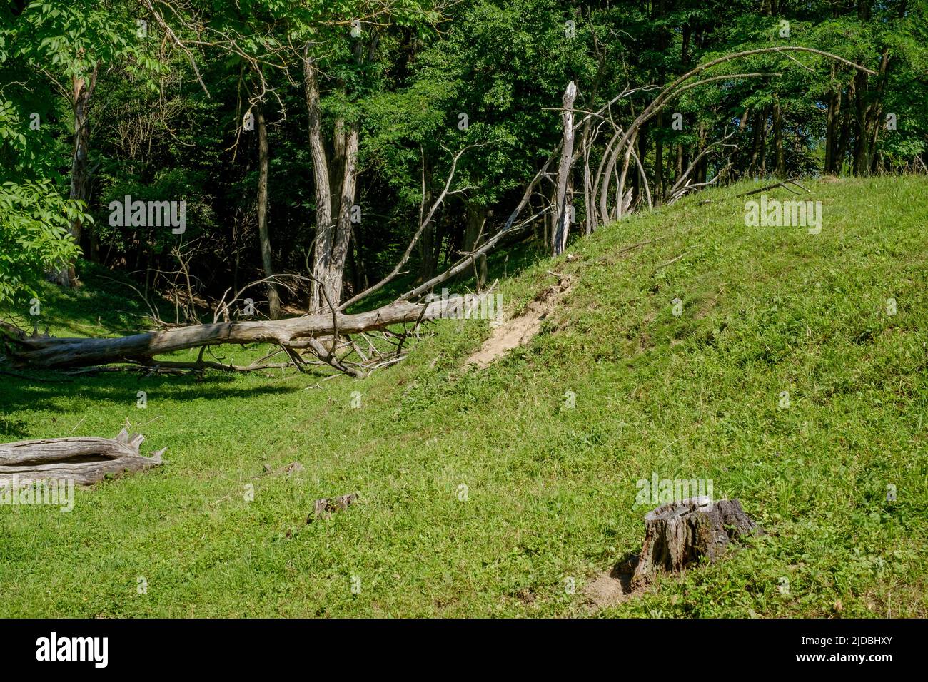arbres morts et tombés dans la campagne rurale copse zala comté hongrie Banque D'Images