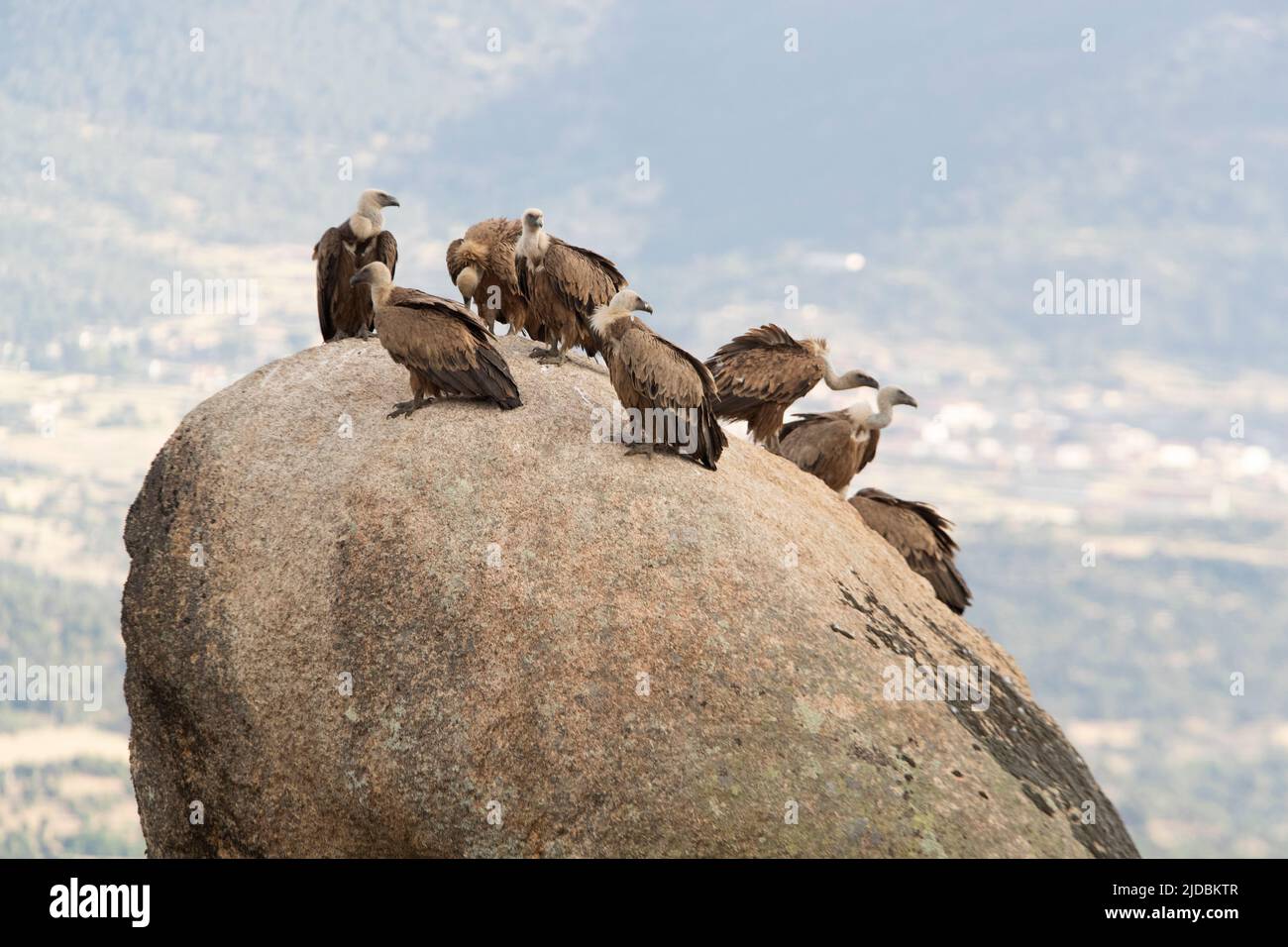 Griffon vautour d'un grand rocher dans une forêt de montagne méditerranéenne avec la première lumière d'un jour de printemps Banque D'Images