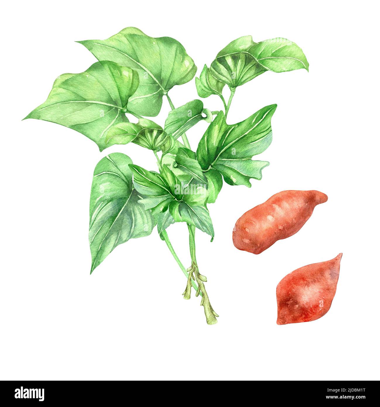 Illustration d'aquarelle de la brousse de potatoe douce sur fond blanc. Batata cru rouge légume, racine, plante de jardin peint à la main. Élément design pour le design m Banque D'Images