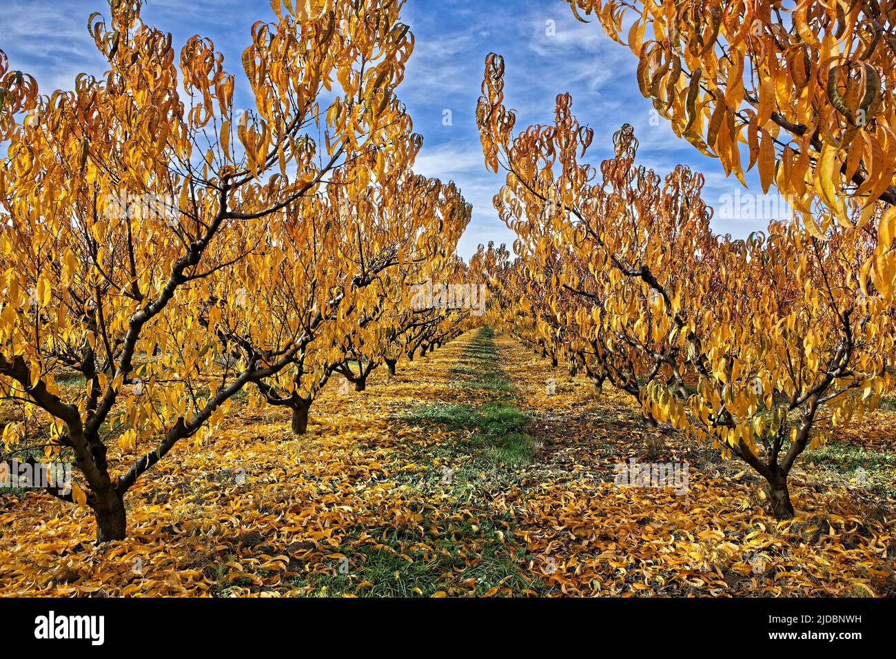 France, Vaucluse Cerisier, verger avec feuillage d'automne Banque D'Images