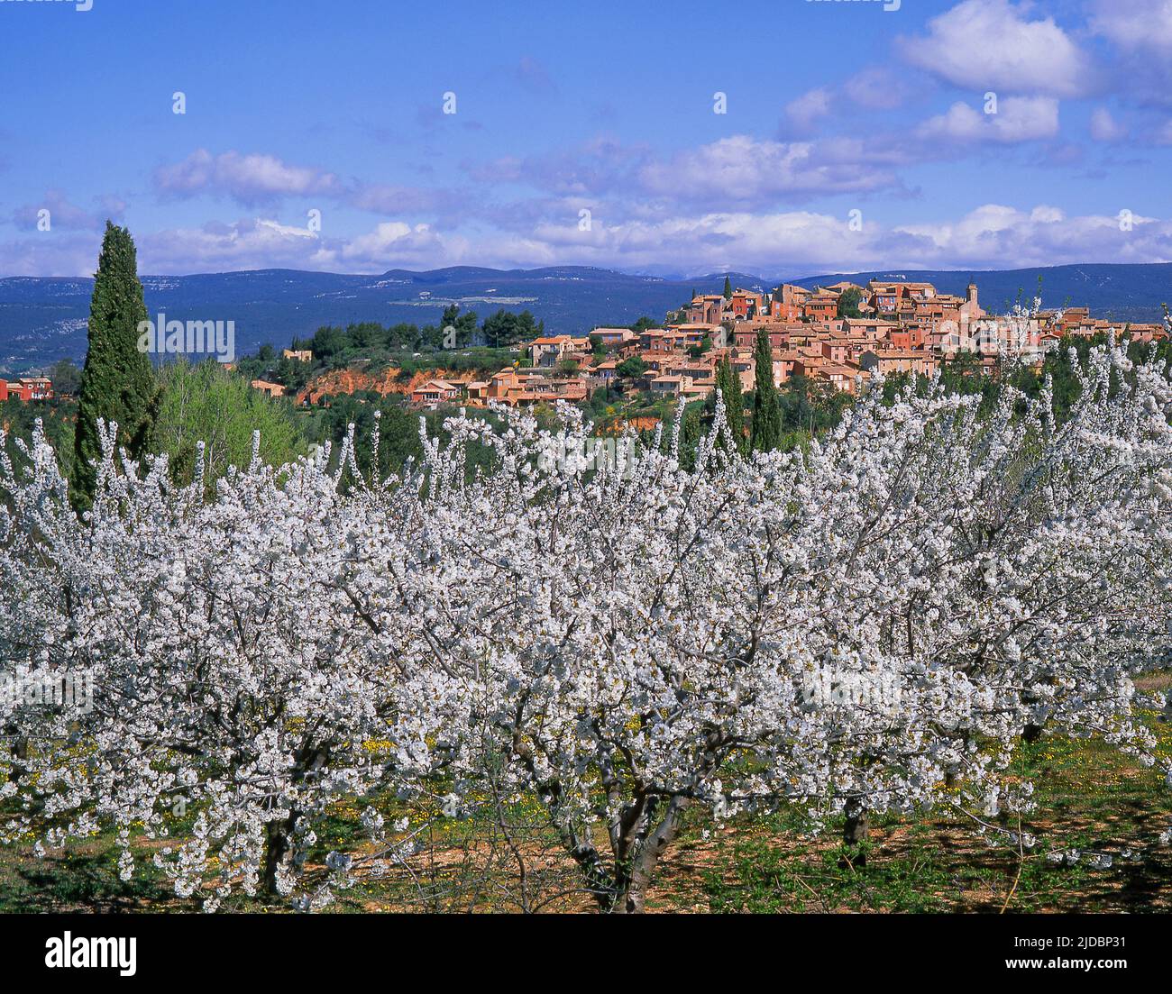 France, village du Vaucluse Roussillon et cerisiers en fleurs Banque D'Images