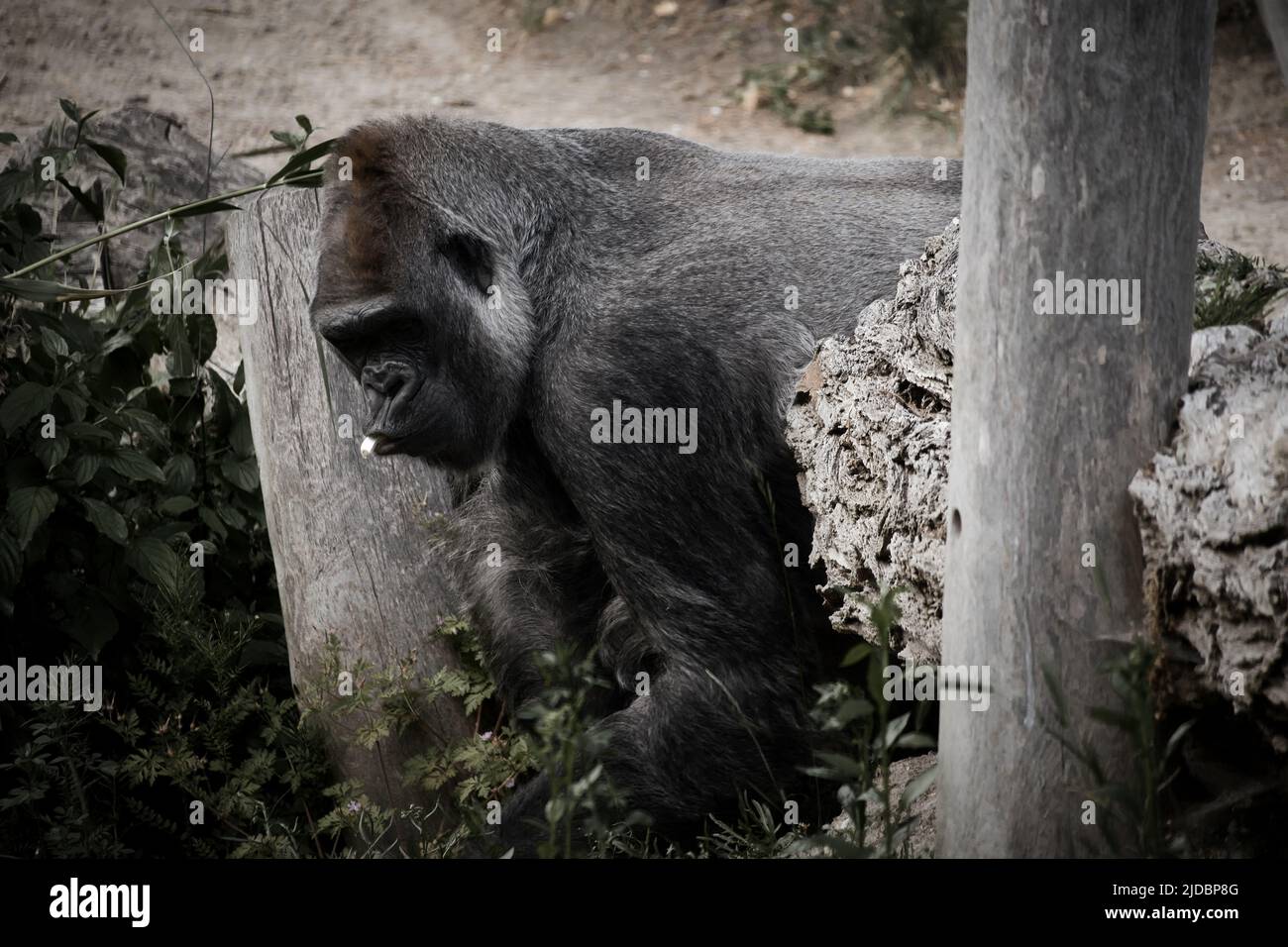 Gorilla, dos argenté. Le grand singe herbivore est impressionnant et fort. Espèces en voie de disparition. Photo d'animal dans la nature Banque D'Images