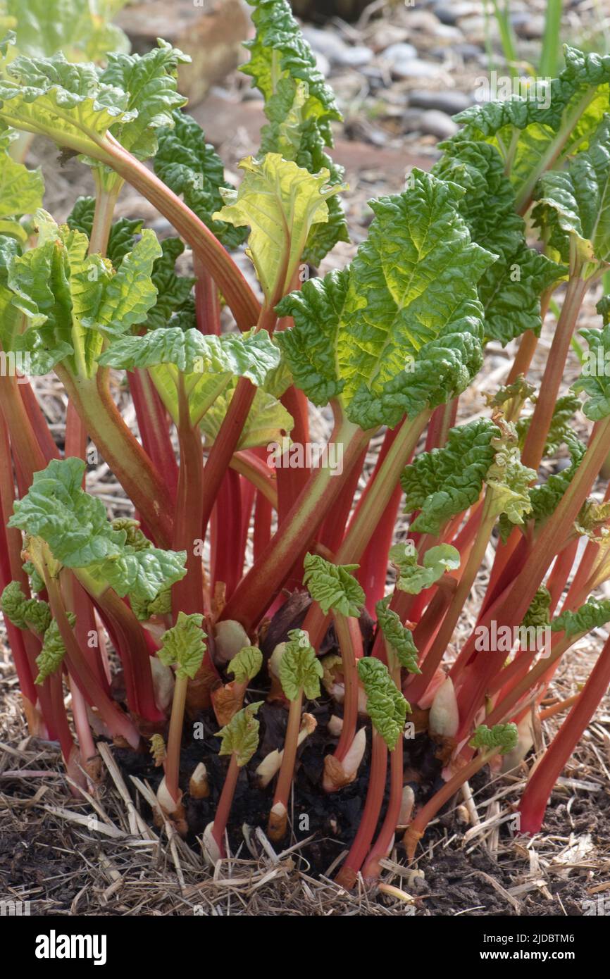 Le rhubarbe (Rheum spp.) couvrait la couronne avec de jeunes tiges et feuilles qui se sont fait tirer à la fin de l'hiver, Berkshire, mars Banque D'Images