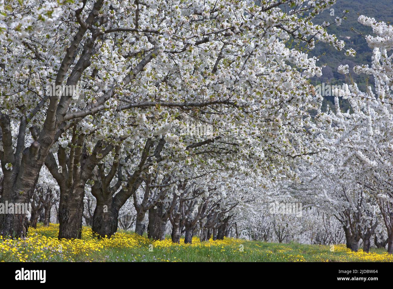 France, Vaucluse Cherry Blossom verger Banque D'Images