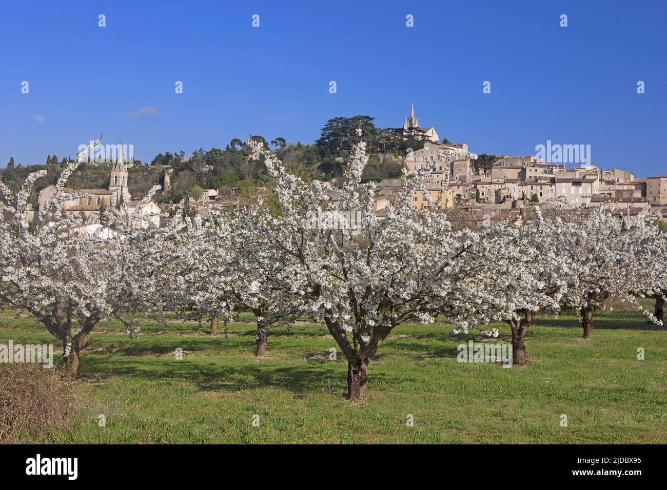 France, Vaucluse Bonnieux, village du Luberon, cerisiers en fleurs Banque D'Images