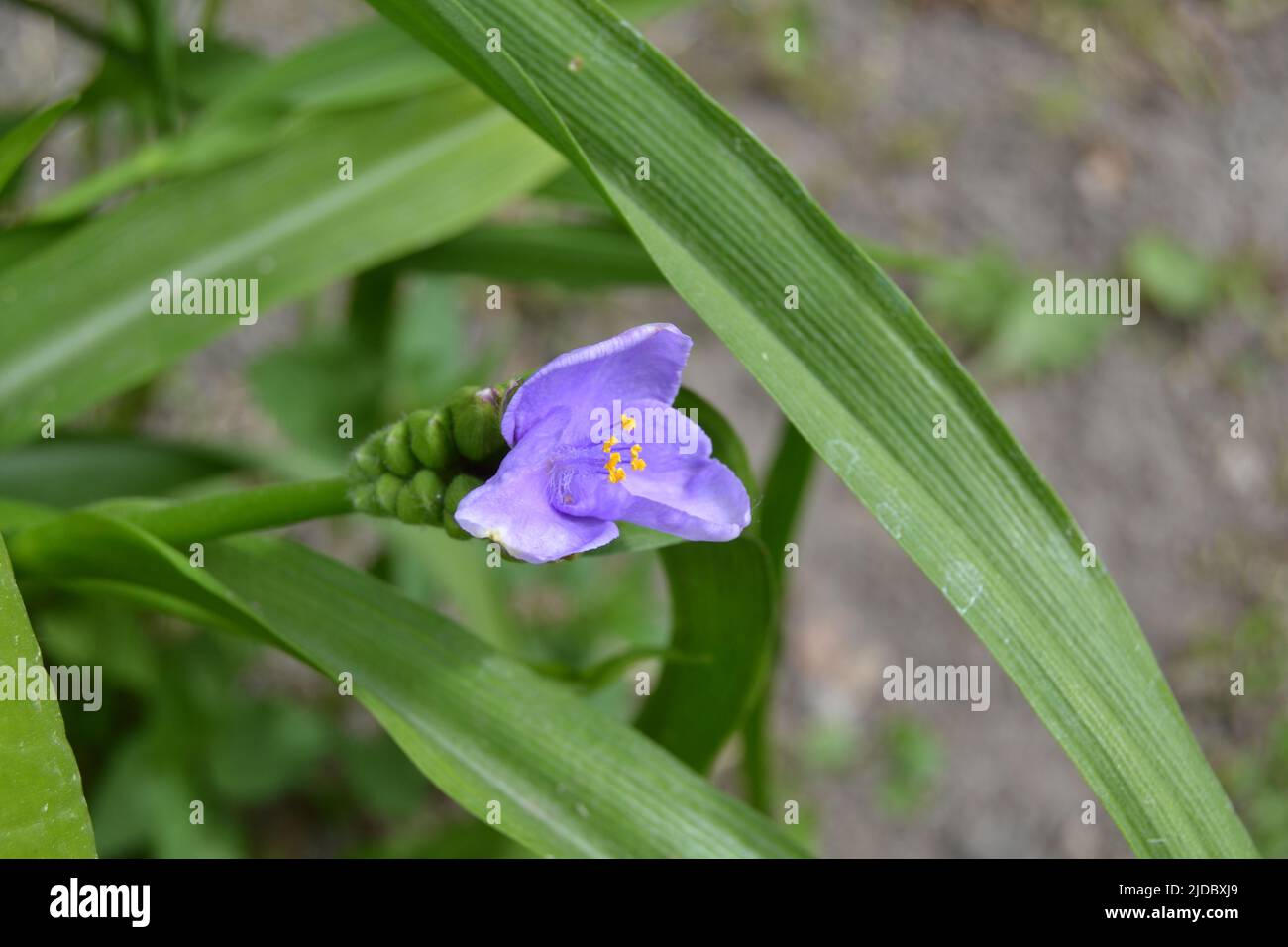 Belles fleurs cyan clair tradescantia (Latin: Tradescantia occidentalis) dans le jardin, à proximité. Usine Tradescantia absorber la poussière et purifier l'air. Soft f Banque D'Images