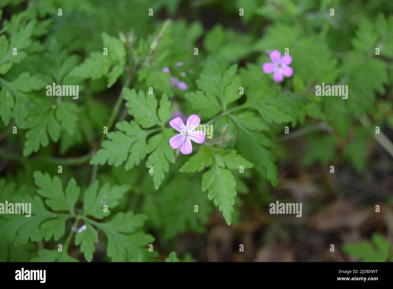 Fleur de bois de canneberges ou Geranium sylvaticum avec macro de fond défoqué, foyer sélectif, DOF peu profond Banque D'Images