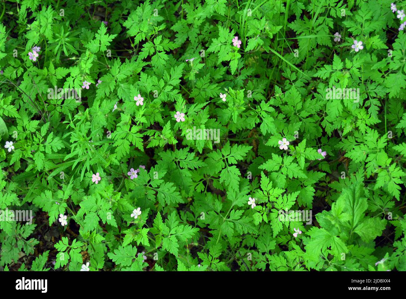 Fleur de bois de canneberges ou Geranium sylvaticum avec macro de fond défoqué, foyer sélectif, DOF peu profond Banque D'Images