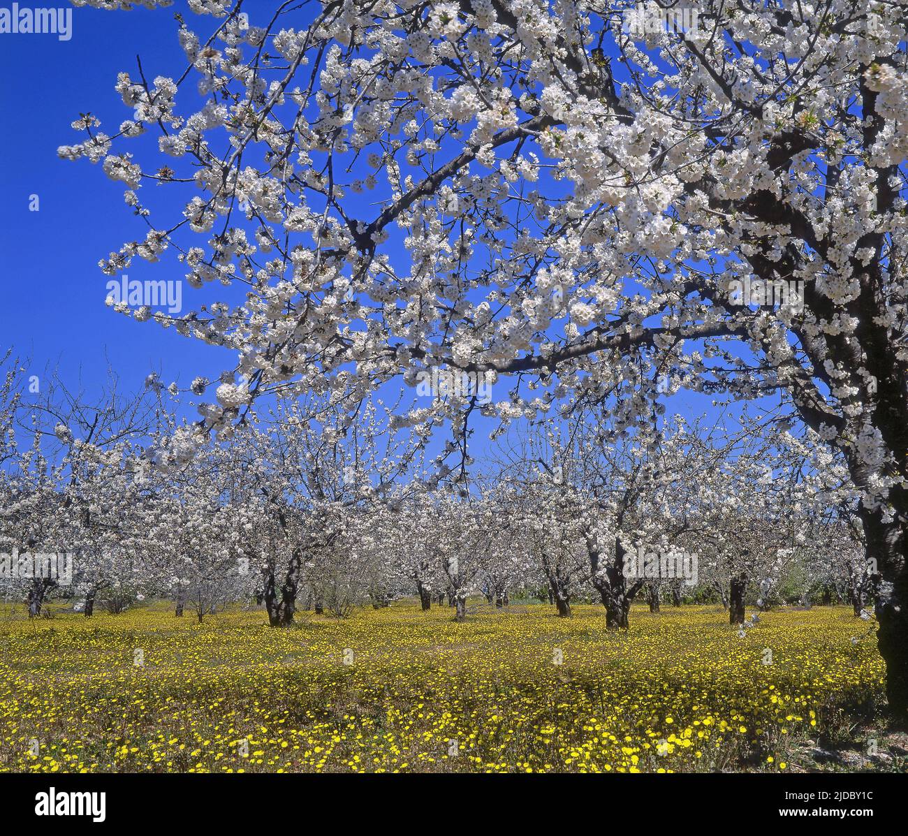 France, Vaucluse les cerisiers, le verger en fleur Banque D'Images
