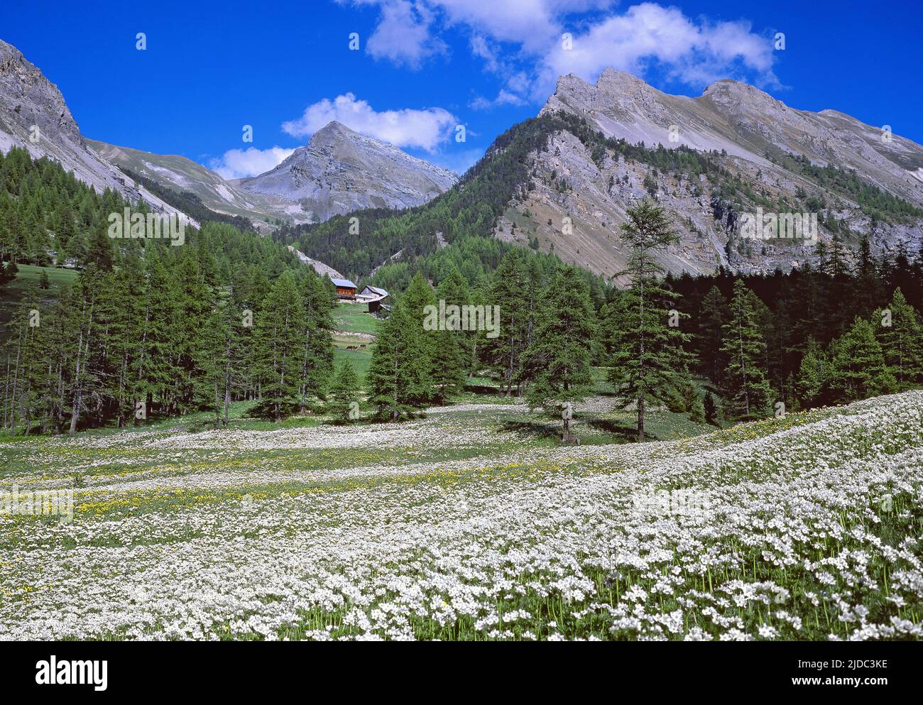 France, Hautes-Alpes Ceillac, paysage fleuri, Parc naturel régional du Queyras Banque D'Images