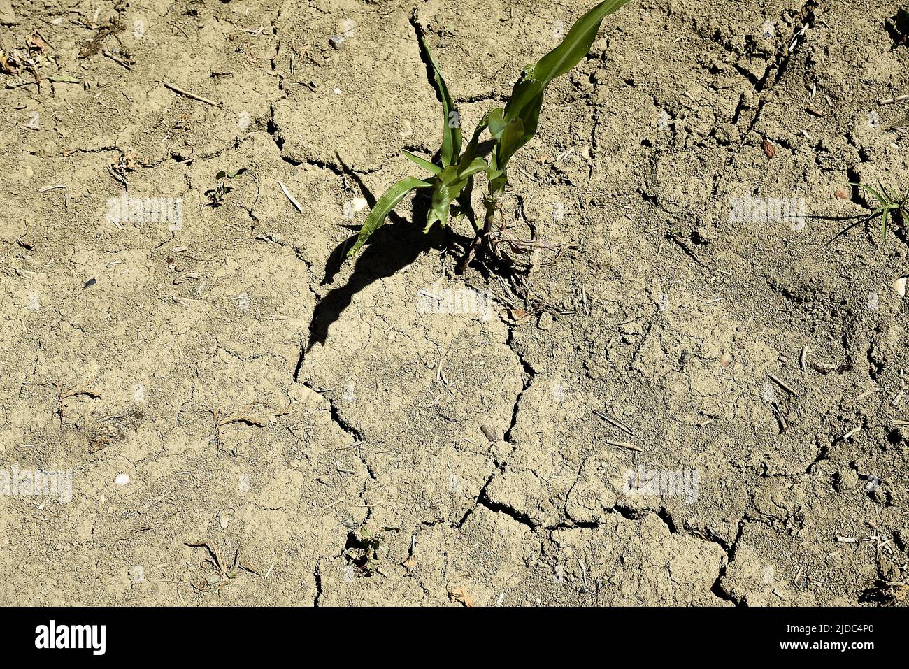La sécheresse et les températures tropicales causent des dommages aux agriculteurs, Balance, 19 juin 2022. Banque D'Images