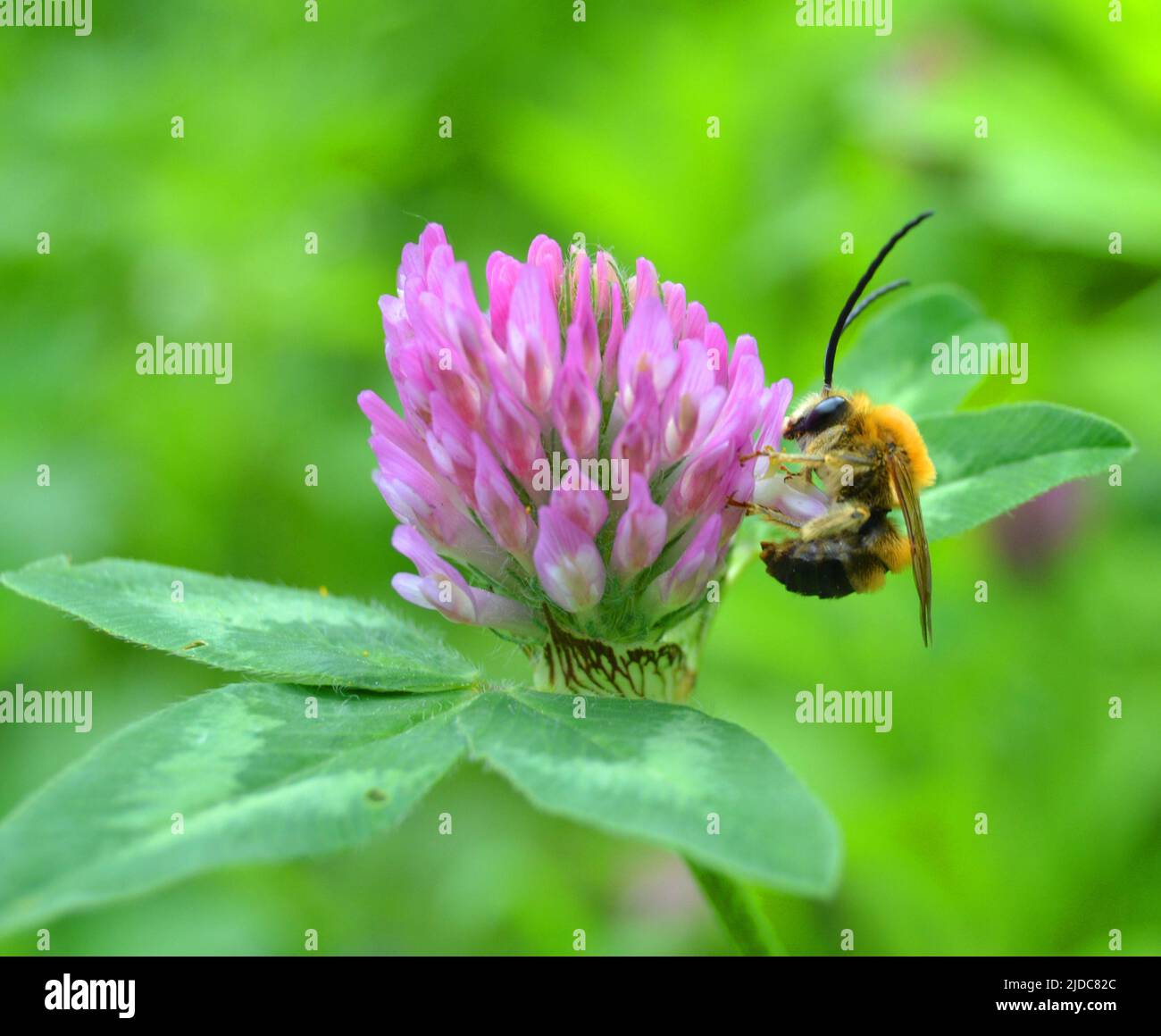Eucera longicornis est une espèce d'abeilles de la famille des Apidae, de la sous-famille des Apinae et de la tribu des Eucerini, les abeilles à longues cornes. Banque D'Images