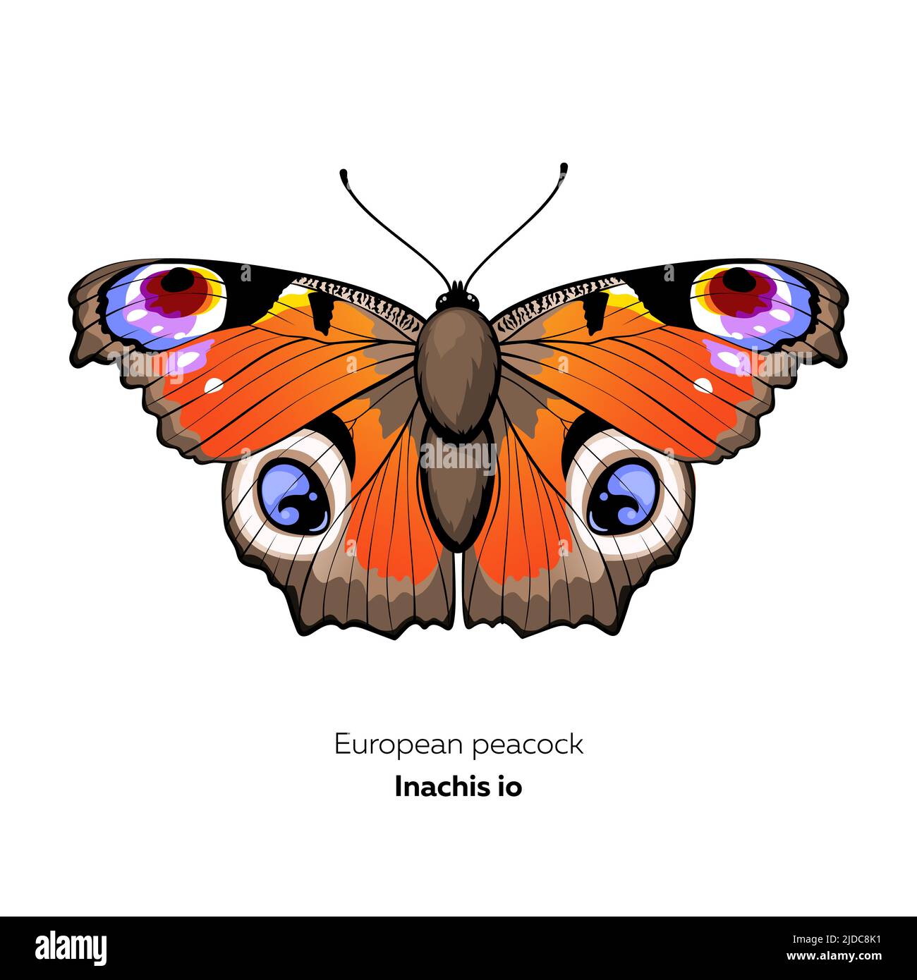 Papillon européen de paon, Inachis io, illustration vectorielle. Illustration de Vecteur