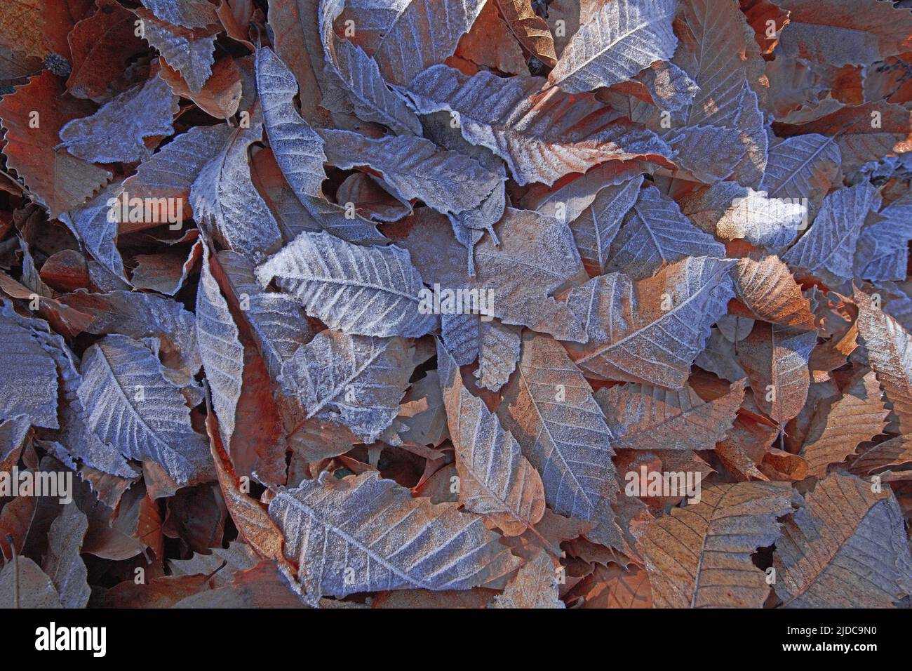 Chataigniers lozere Banque de photographies et d’images à haute — free download