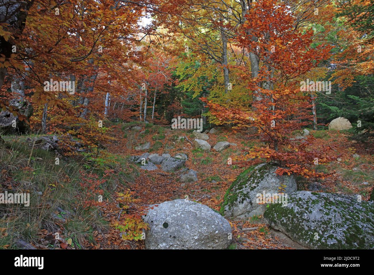 France, Lozère, Mont Lozère, classé site du patrimoine mondial de l'UNESCO, forêt, bosquet de hêtre en automne Banque D'Images