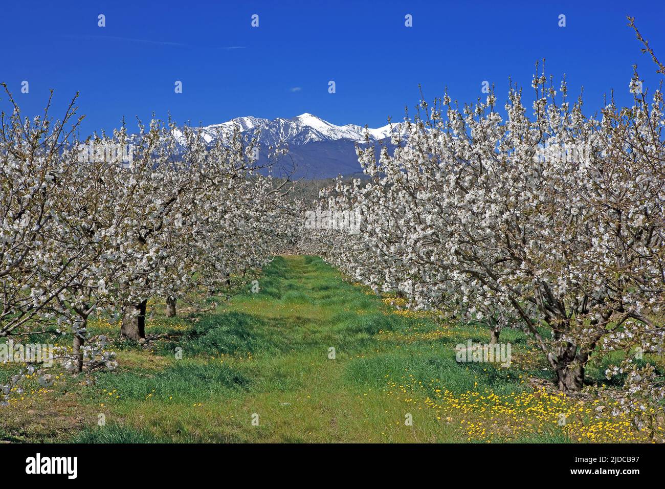 France, Pyrénées-Orientales massif du Canigou, verger de cerisiers en fleurs Banque D'Images