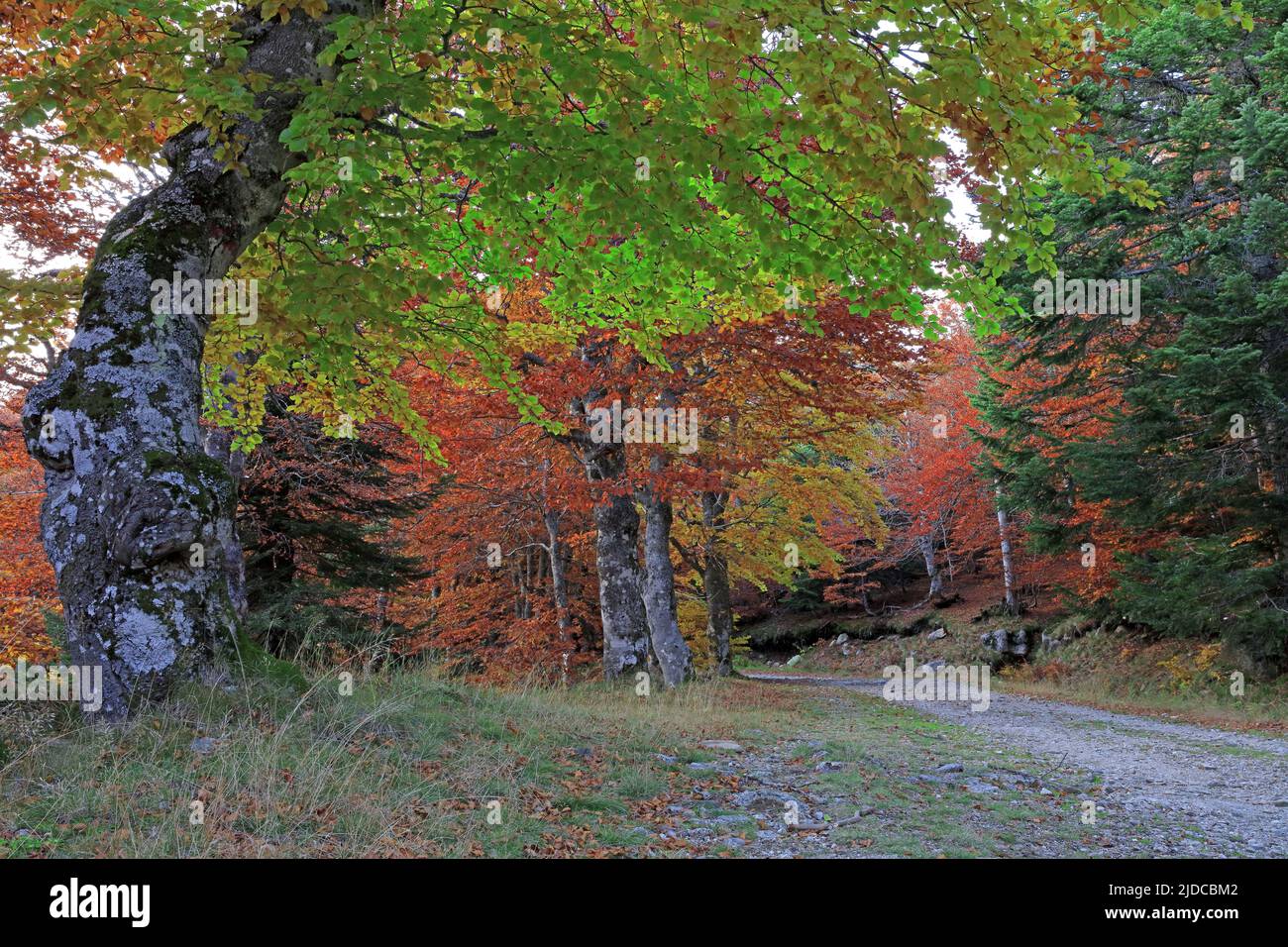 France, Lozère, Mont Lozère, classé site du patrimoine mondial de l'UNESCO, forêt, bosquet de hêtre en automne Banque D'Images