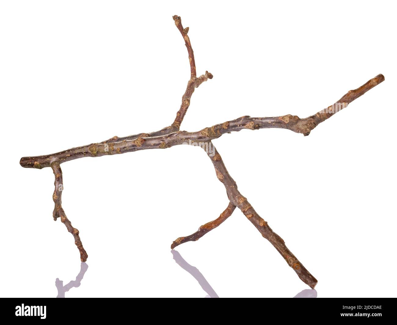Branche d'arbre sèche avec réflexion isolée sur blanc Banque D'Images
