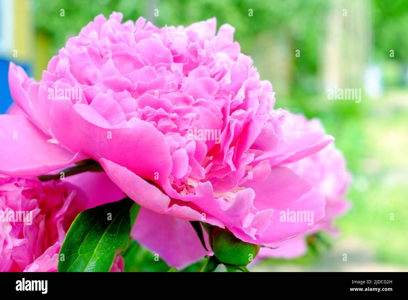 Pivoine rose. Floraison. Gros plan Banque D'Images