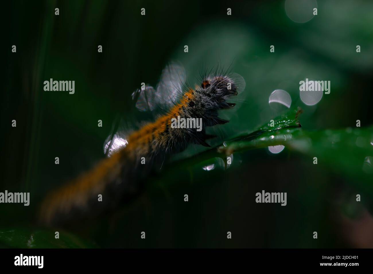 macrothylacia rubi caterpillar sur une branche de la ruée avec le fond bokeh de dewdrops à l'aube. copier l'espace. Macro-image horizontale Banque D'Images