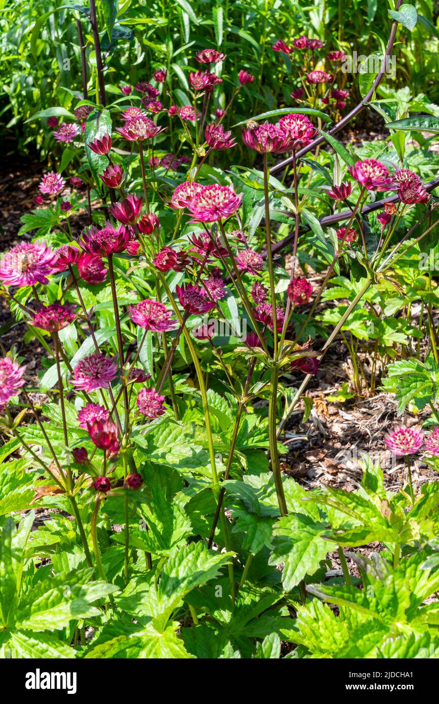 Astrantia Major Gill Richardson Group une plante florale d'automne d'été avec une fleur rouge d'été rouge pourpre communément connue sous le nom de grand masterwo noir Banque D'Images