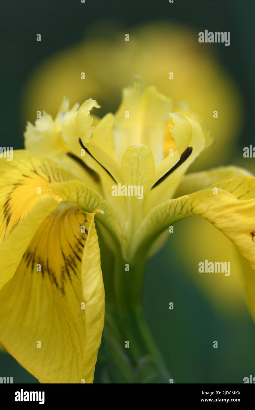 Image macro de l'iris drapeau poussant dans les marais de Breney Common Cornwall Banque D'Images