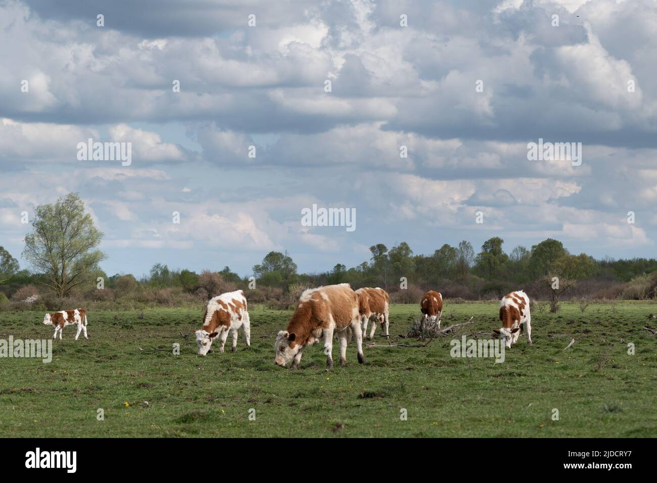 Troupeau de vaches qui broutage dans les pâturages le jour nuageux, animaux domestiques avec des cheveux orange-blanc à l'extérieur dans le champ au printemps Banque D'Images
