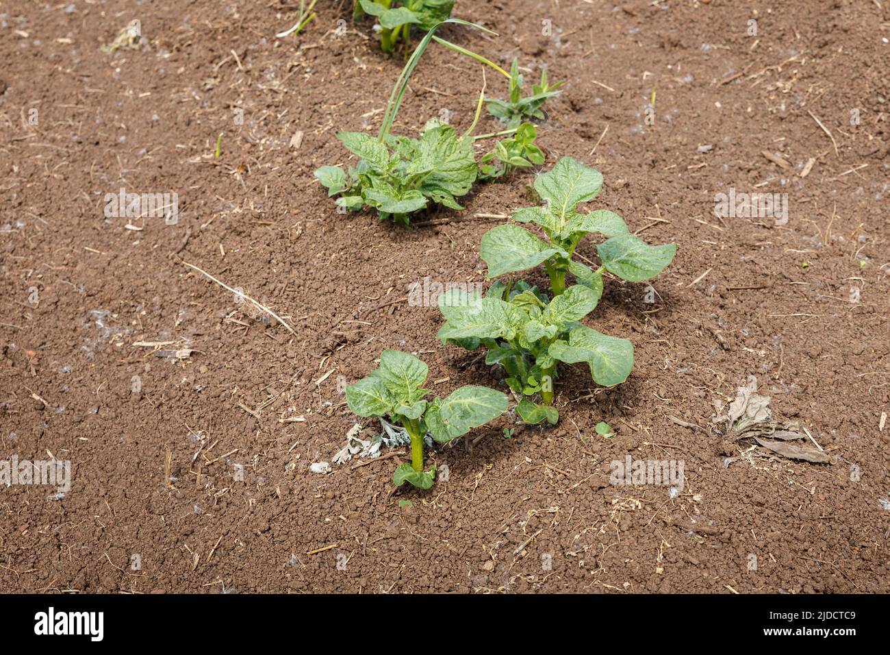 jeune buisson vert de pomme de terre poussant dans le champ. Banque D'Images