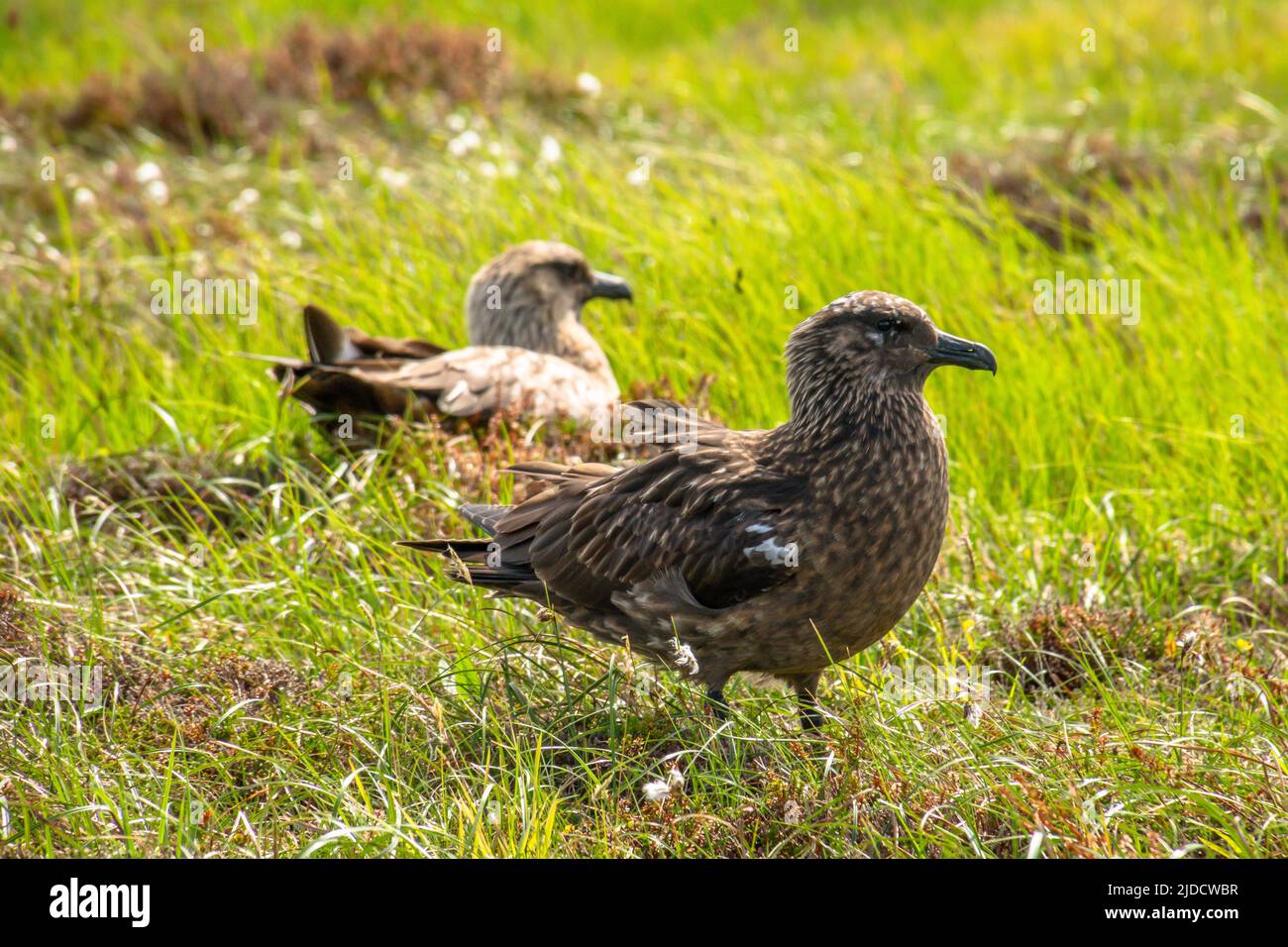 Deux superbes skuas dans l'herbe Banque D'Images