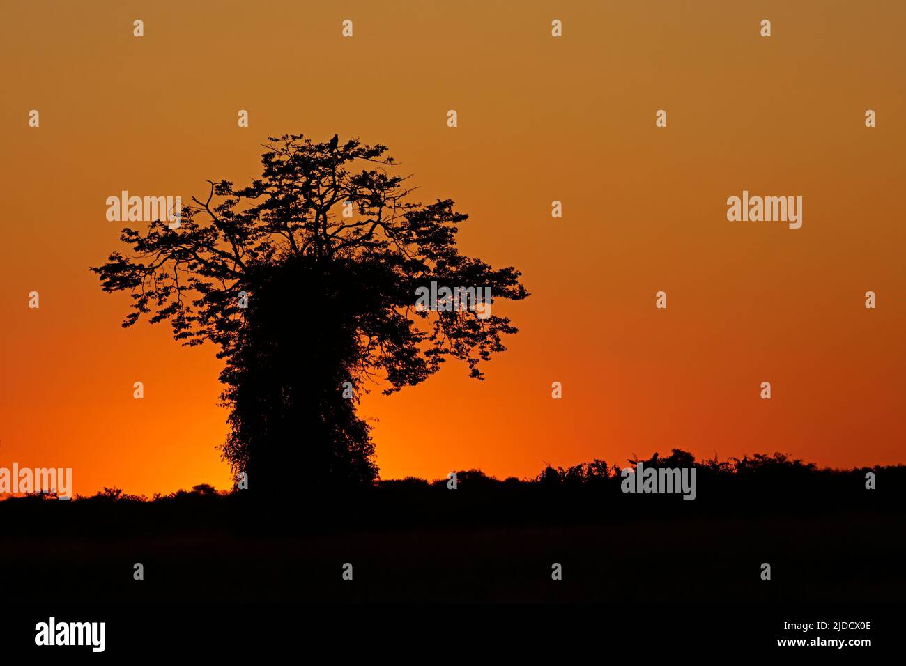 Arbre contre le soleil couchant Botswana Banque D'Images