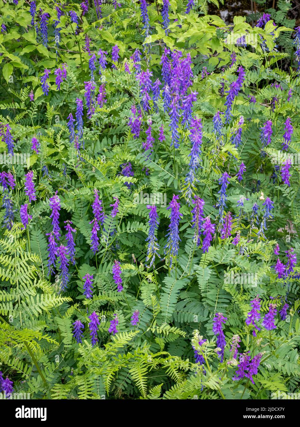 Vetch Tufted Vicia craca plante d'escalade hedgerow commune de la famille des pois Banque D'Images