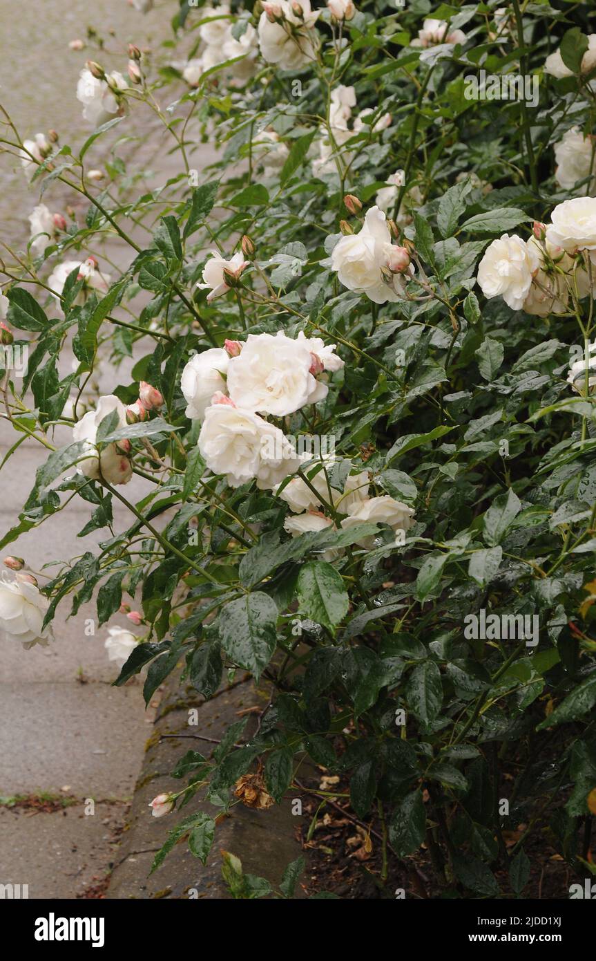 Kastrup/Copenhagen/Denmark/19 juin 2022/ Roses fleurs et rosiers dans le jardin de décoration de la rade locale à Copenhague (photo..Francis Joseph Dean/Deanimages, Banque D'Images