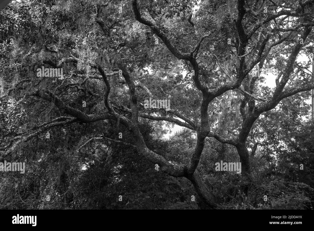 Une photo en noir et blanc de branches tentaculaires de chênes vivants avec de la mousse espagnole en Floride, aux États-Unis Banque D'Images