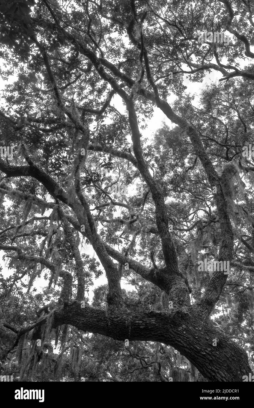 Photo en noir et blanc à contraste élevé d'un chêne vivant avec de la mousse espagnole en Floride, aux États-Unis Banque D'Images