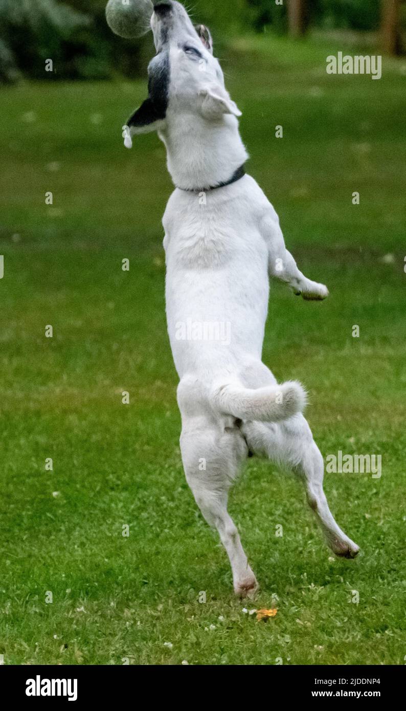 Un Jack Russel recouvert de blanc sautant pour une balle de tennis le jour de l'été, pris dans le flux moyen attrapant la balle Banque D'Images